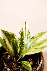 Anthurium jenmanii variegata